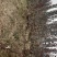 黄栌黄栌小苗