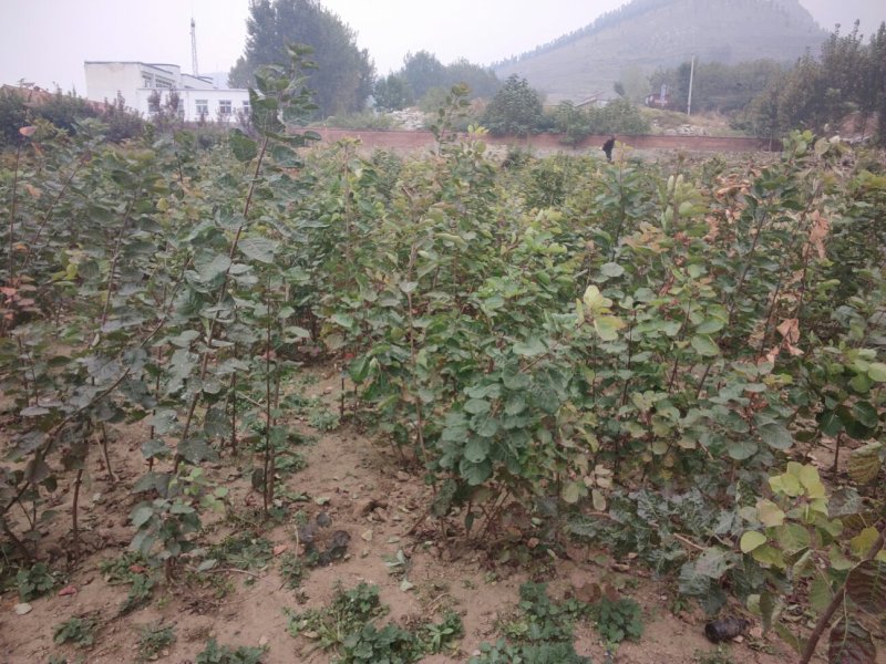 黄栌黄栌小苗