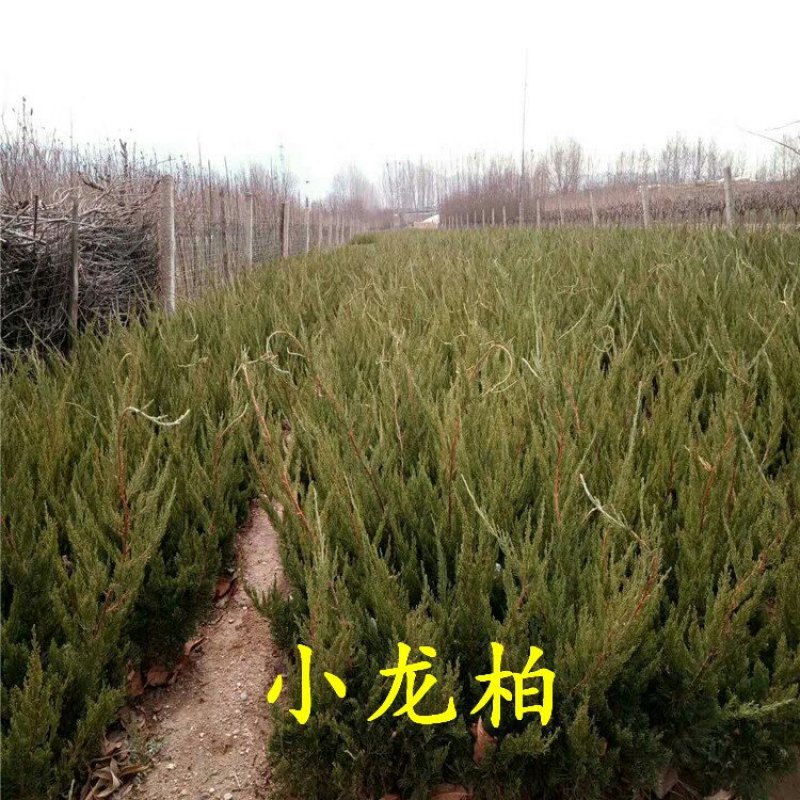 小龙柏龙柏小苗