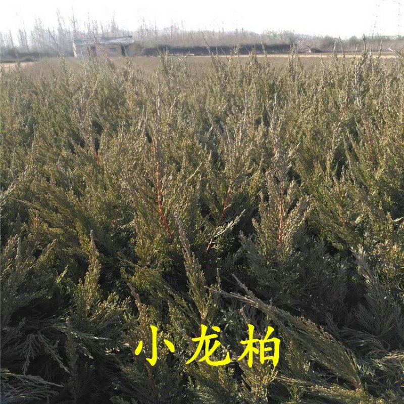 小龙柏龙柏小苗