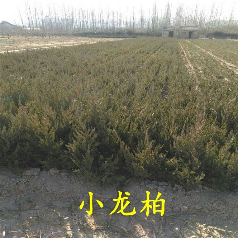 小龙柏龙柏小苗