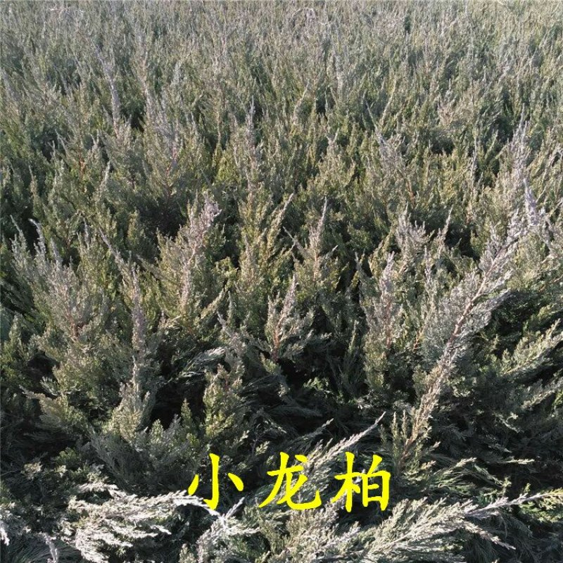 小龙柏龙柏小苗