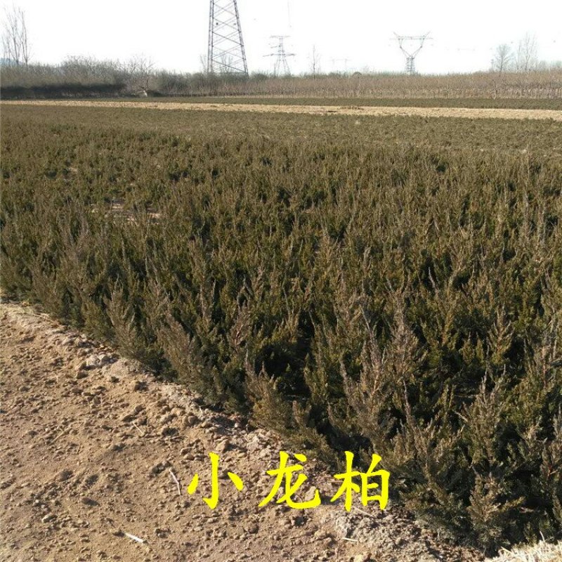 小龙柏龙柏小苗