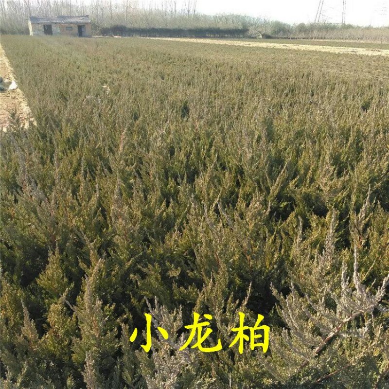 小龙柏龙柏小苗