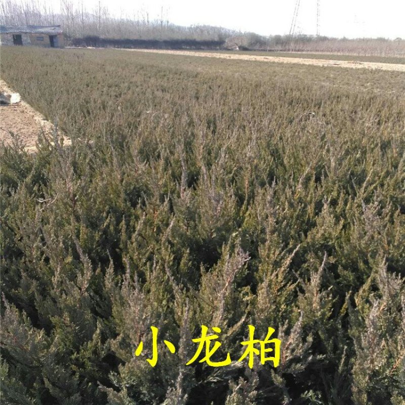 小龙柏龙柏小苗