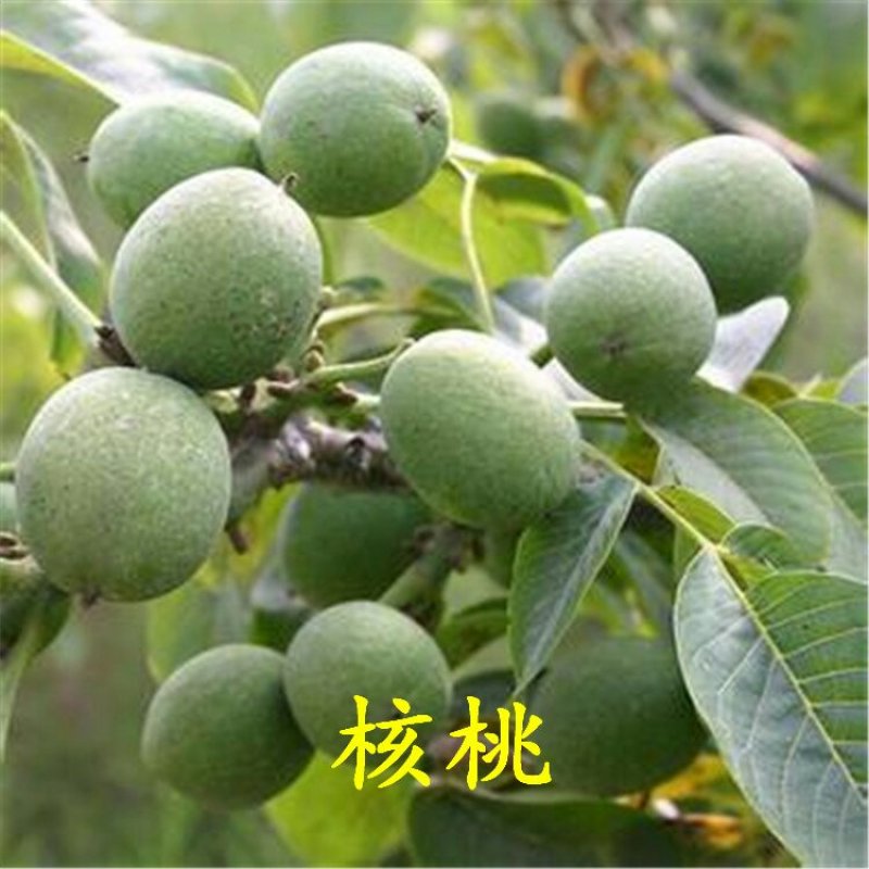 核桃苗香玲强特8518薄皮核桃