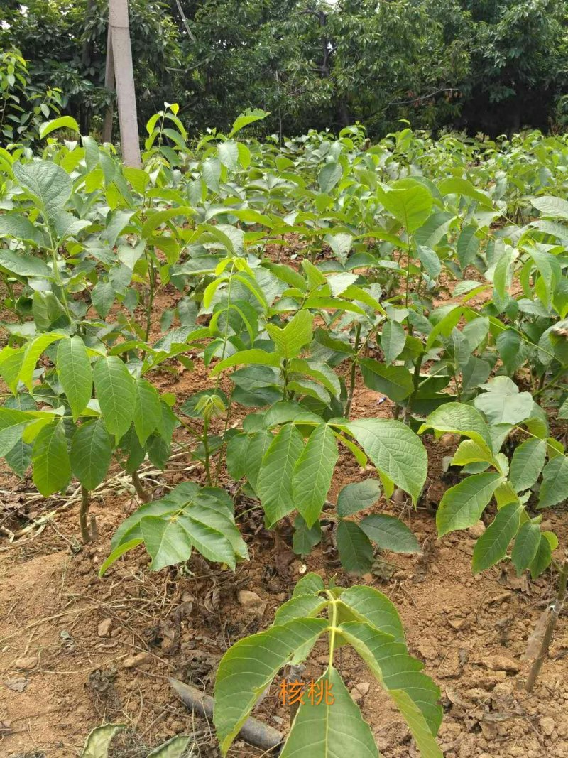 核桃苗香玲强特8518薄皮核桃