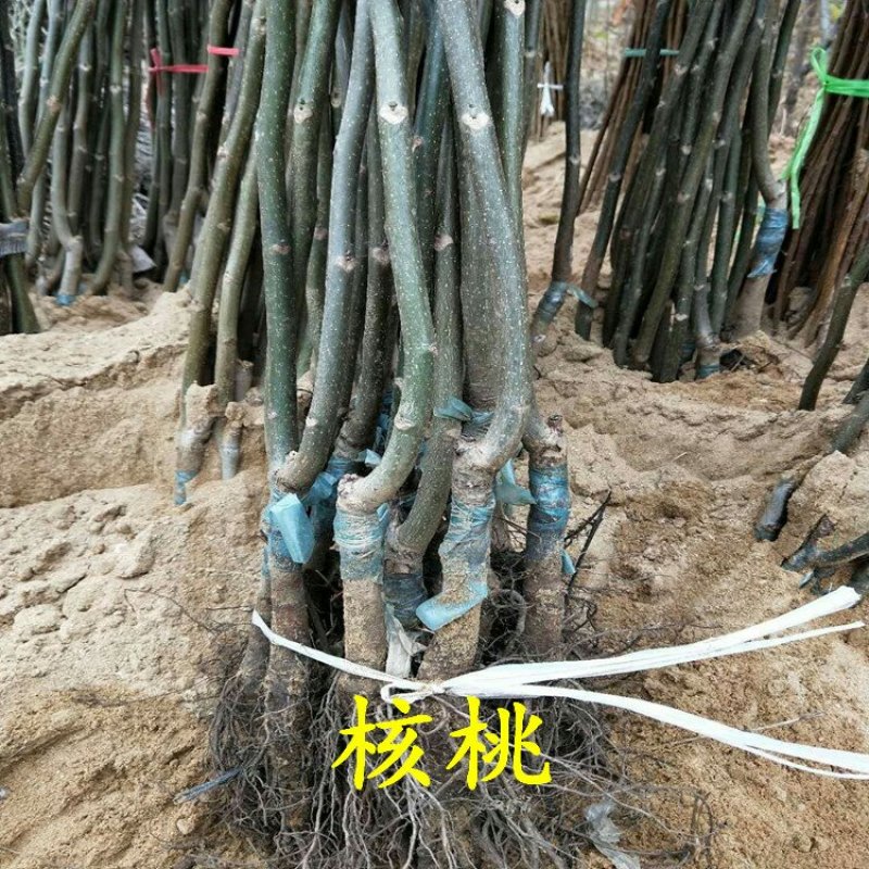 核桃苗香玲强特8518薄皮核桃