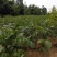 核桃苗香玲强特8518薄皮核桃