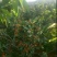 中华樱桃苗带花芽发货提供种植技术