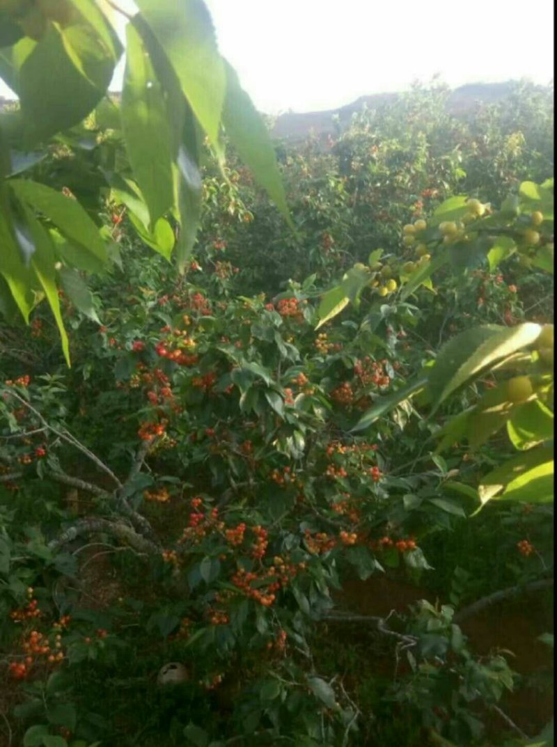 中华樱桃苗带花芽发货提供种植技术
