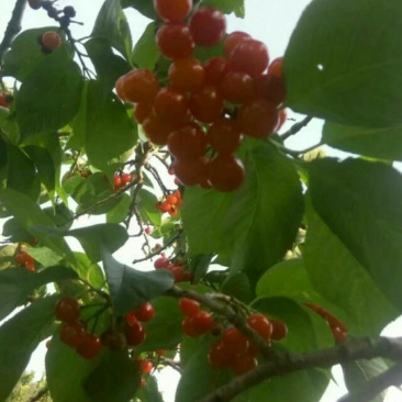 中华樱桃苗带花芽发货提供种植技术