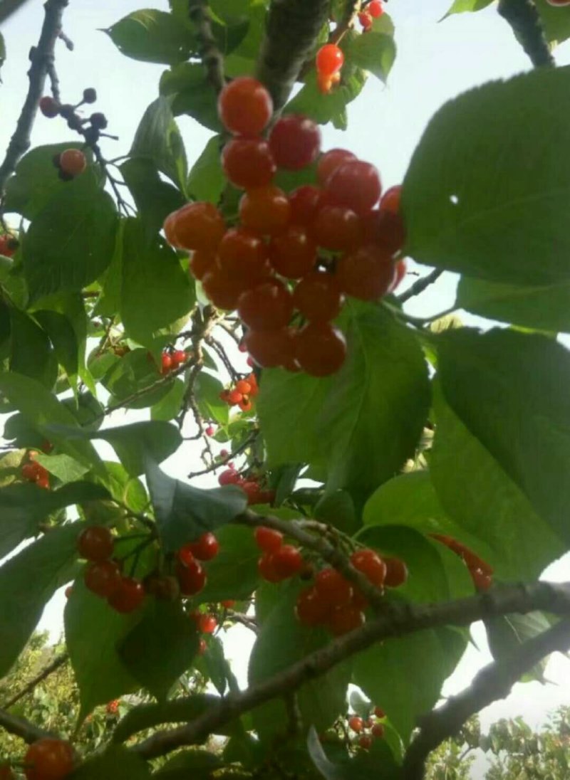 中华樱桃苗带花芽发货提供种植技术