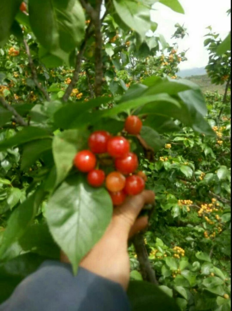 中华樱桃苗带花芽发货提供种植技术