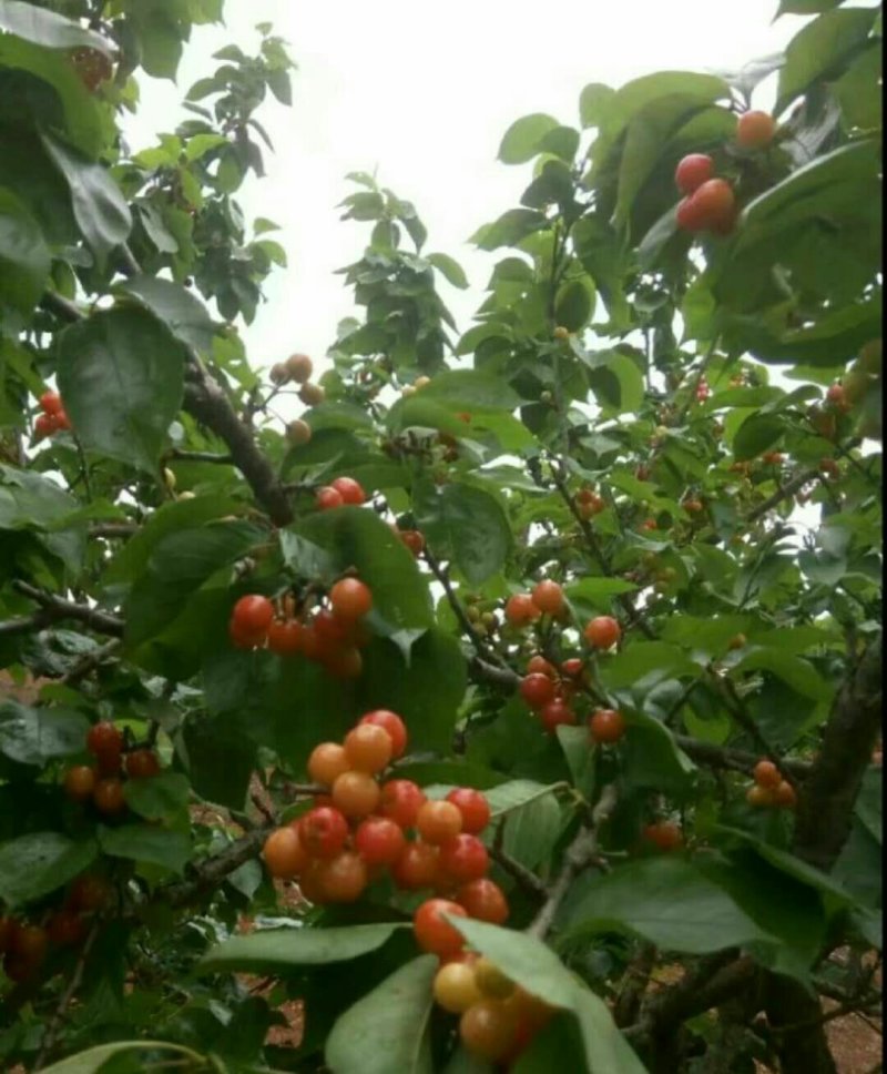 中华樱桃苗带花芽发货提供种植技术