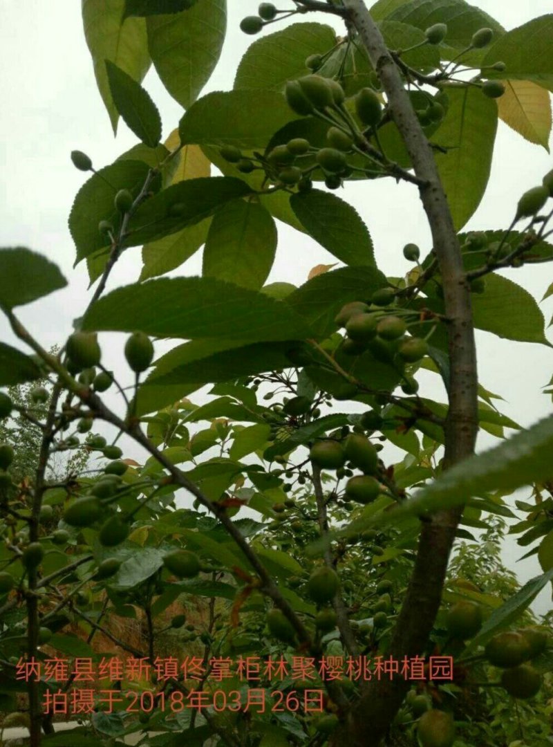 中华樱桃苗带花芽发货提供种植技术