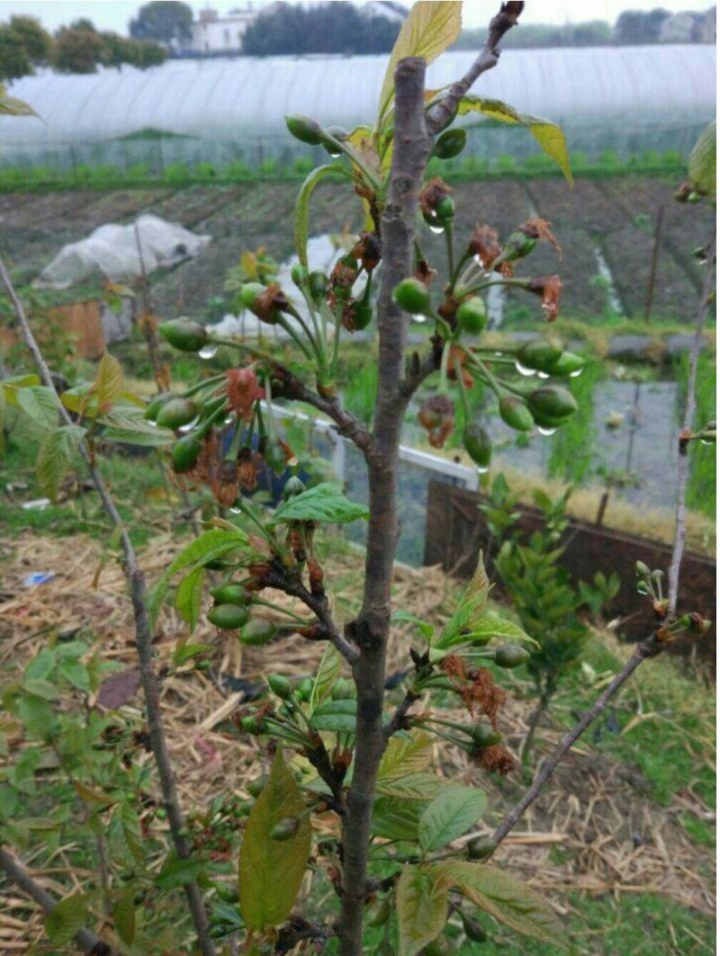 中华樱桃苗带花芽发货提供种植技术