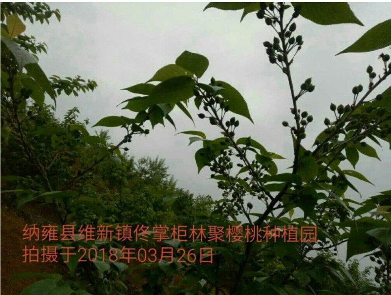 中华樱桃苗带花芽发货提供种植技术