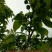 中华樱桃苗带花芽发货提供种植技术
