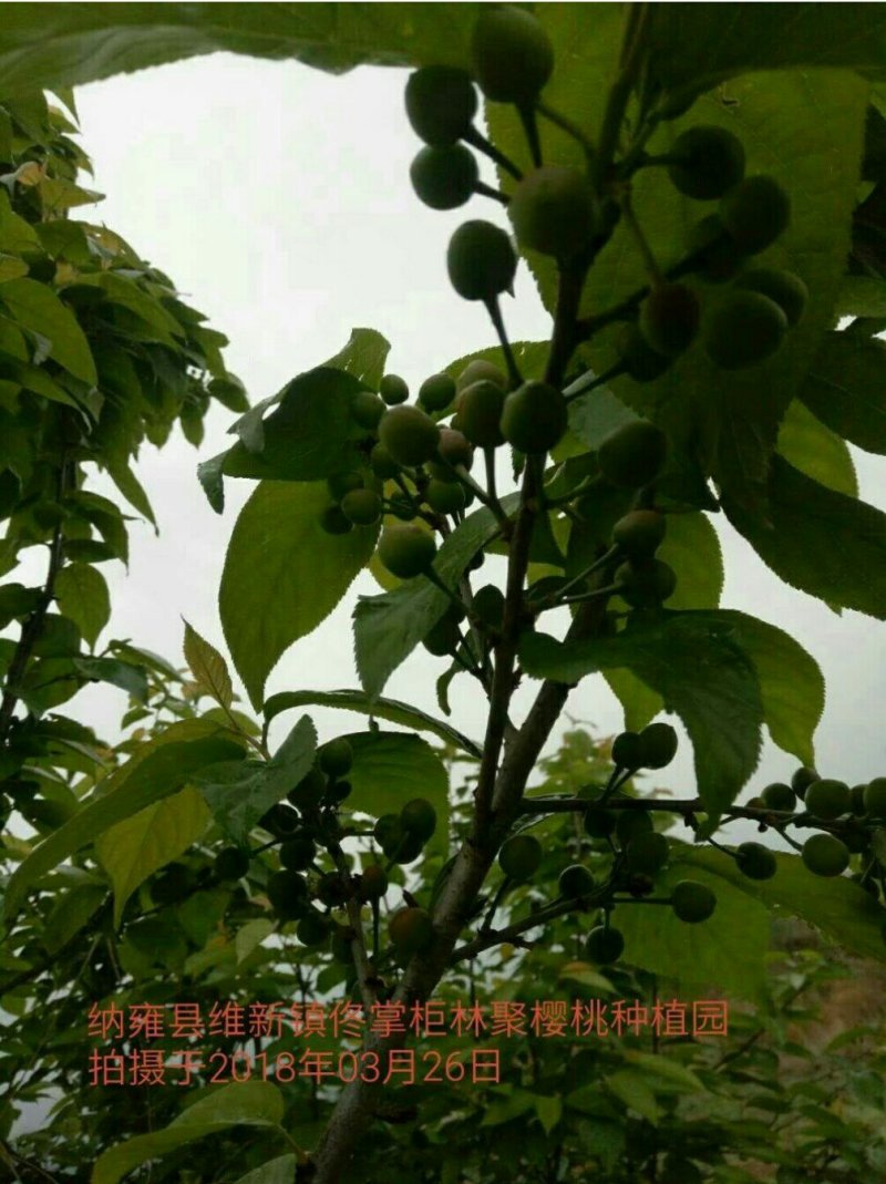 中华樱桃苗带花芽发货提供种植技术