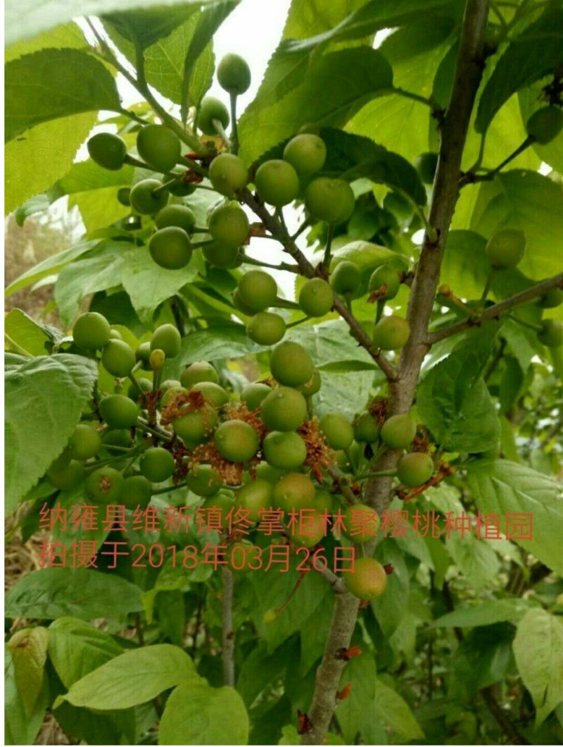 中华樱桃苗带花芽发货提供种植技术
