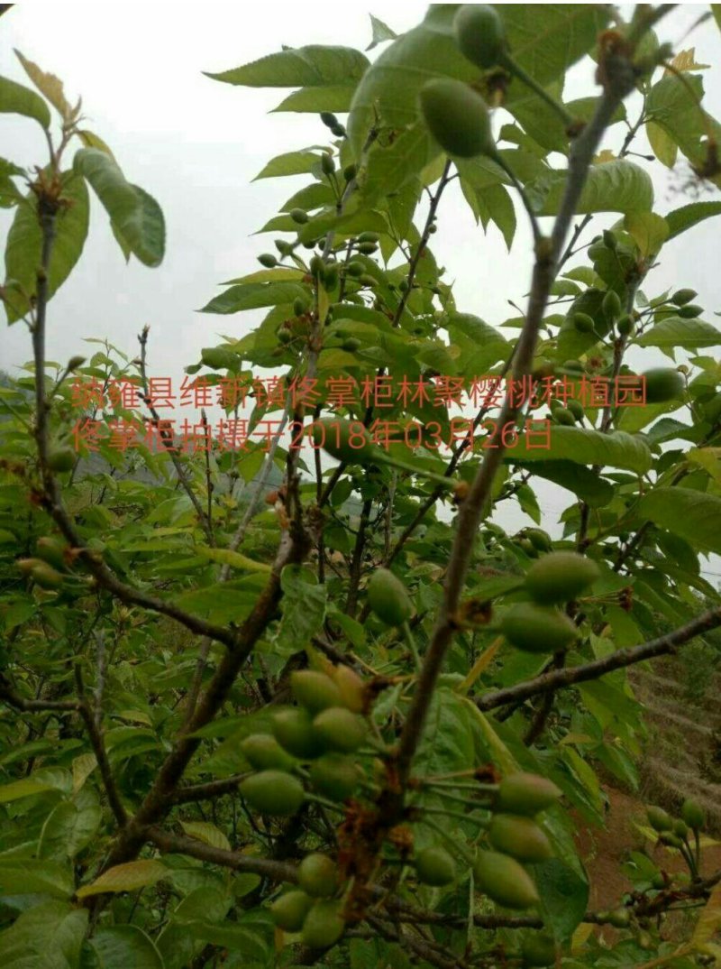 中华樱桃苗带花芽发货提供种植技术