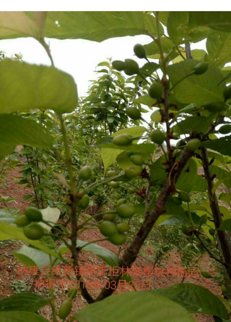 中华樱桃苗带花芽发货提供种植技术