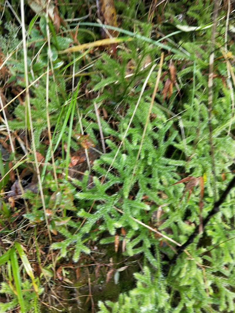 草