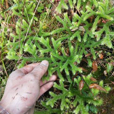 草