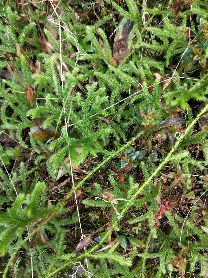 草