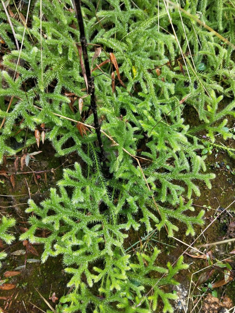 草
