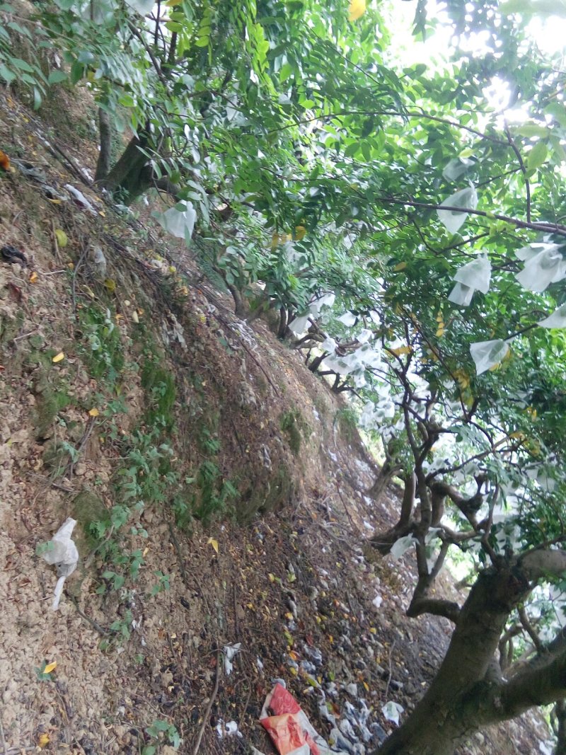 小果甜杨桃