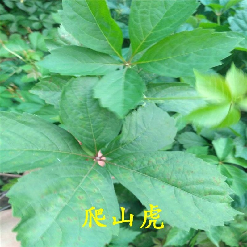 五叶爬山虎地锦