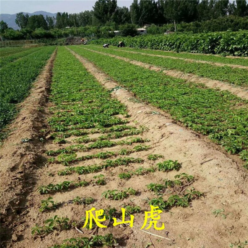 五叶爬山虎地锦