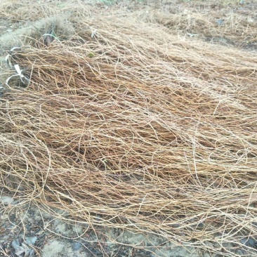 五叶爬山虎地锦