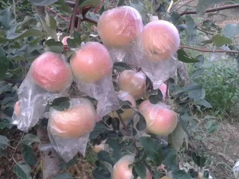 脆甜苹果5斤一件代发