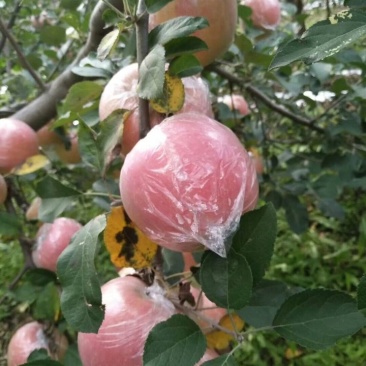 脆甜苹果5斤一件代发