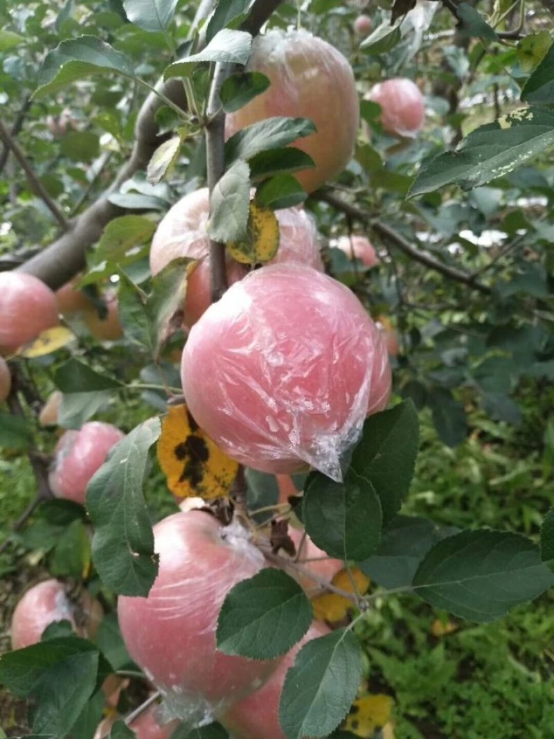 脆甜苹果5斤一件代发
