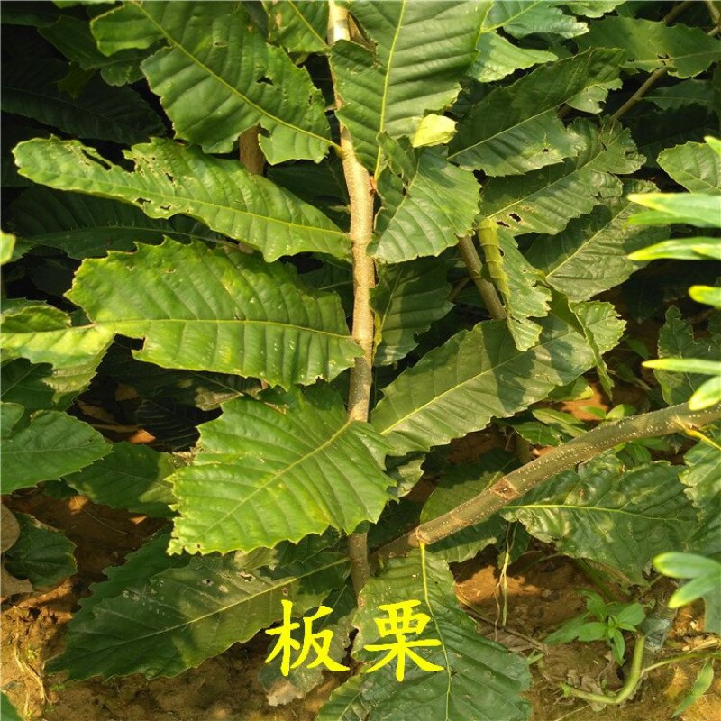 板栗苗大红袍