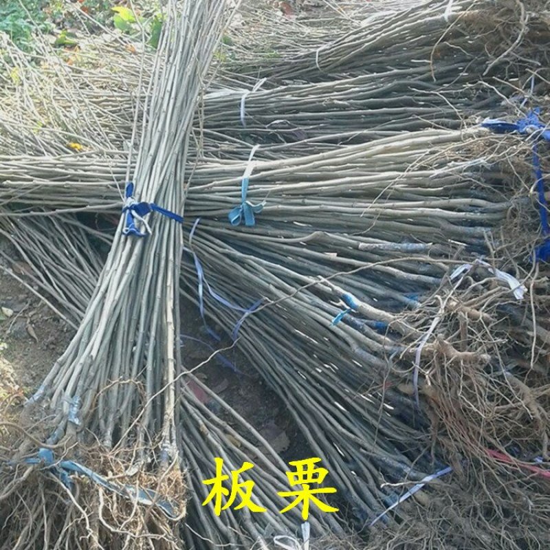 板栗苗大红袍