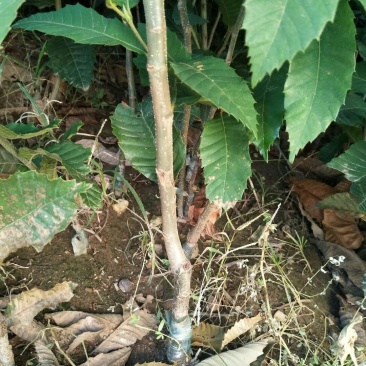 板栗苗大红袍