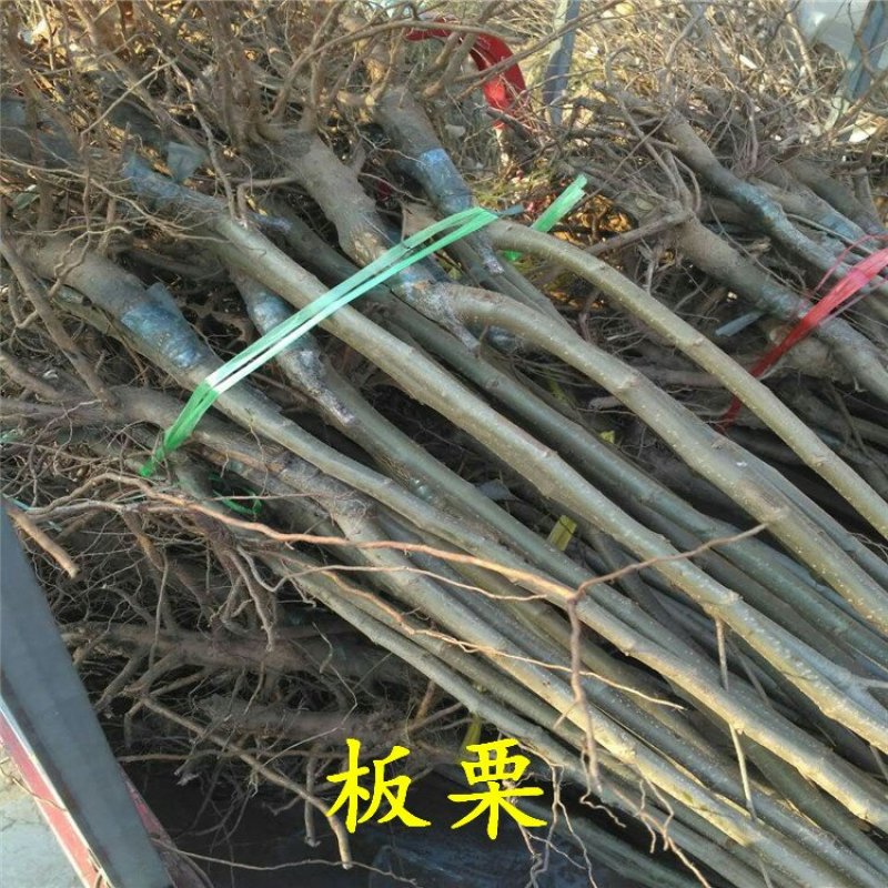 板栗苗大红袍