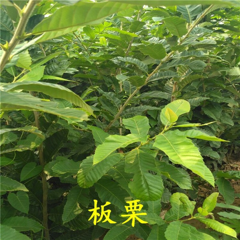 板栗苗大红袍