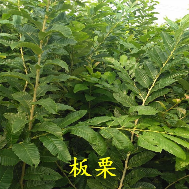 板栗苗大红袍