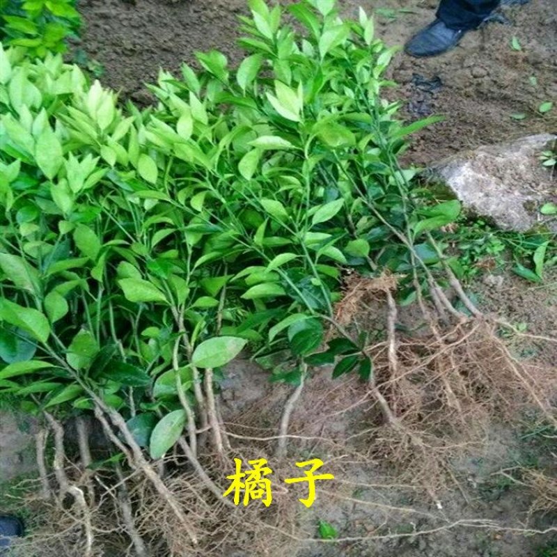橘子苗柑桔苗大分一号砂糖橘