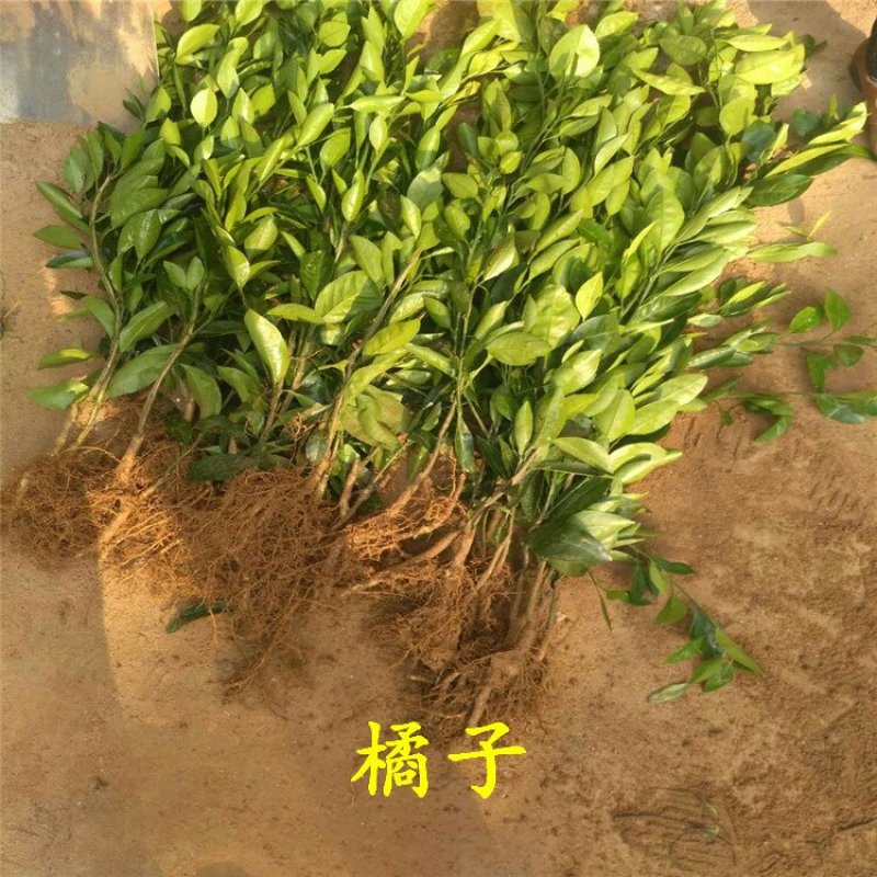 橘子苗柑桔苗大分一号砂糖橘