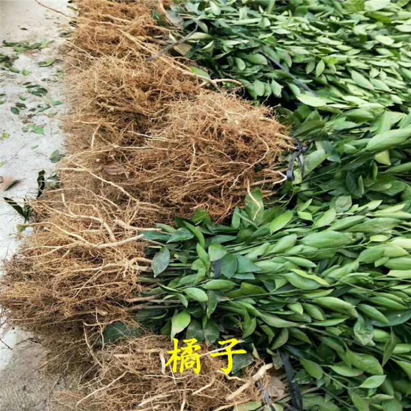 橘子苗柑桔苗大分一号砂糖橘