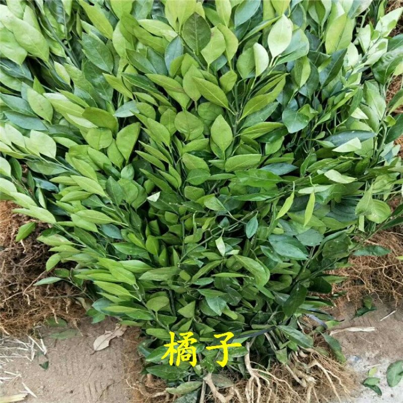 橘子苗柑桔苗大分一号砂糖橘