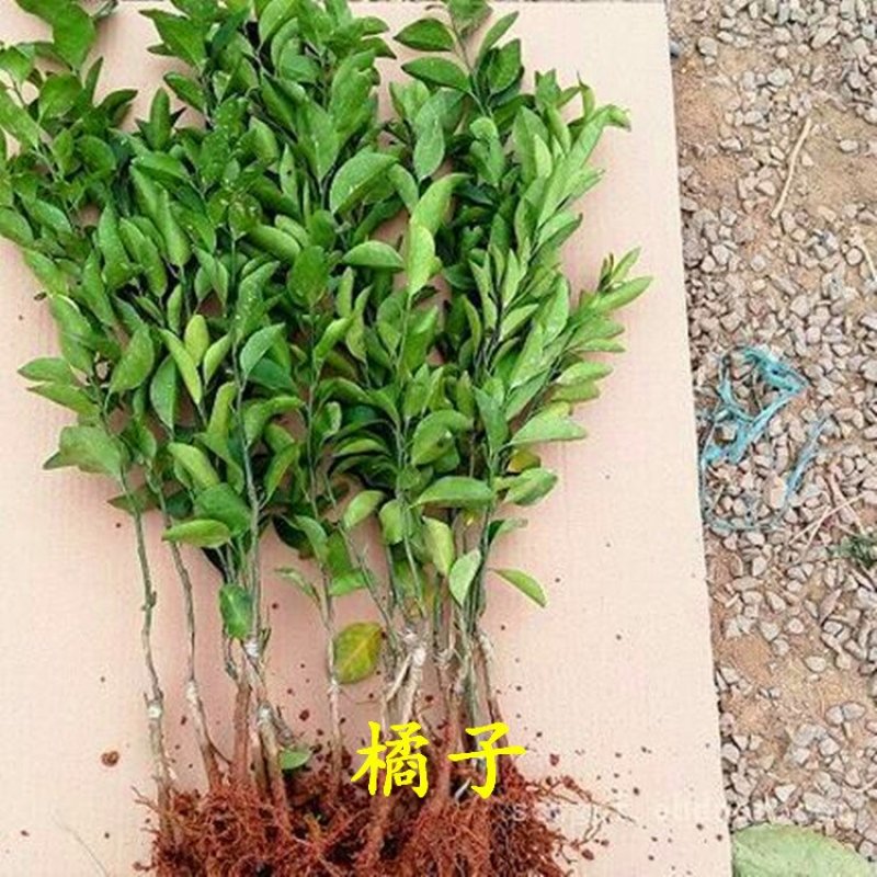 橘子苗柑桔苗大分一号砂糖橘