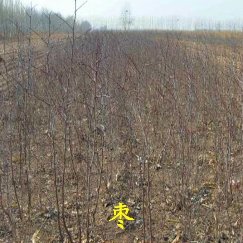枣树苗冬枣龙枣骏枣